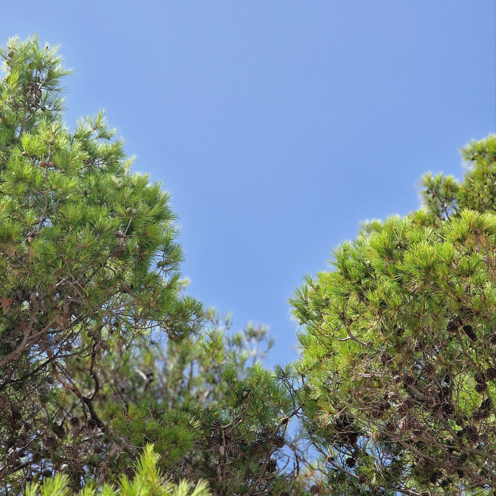 Šuma handmade soap I Cedarwood, Spruce, Clary Sage